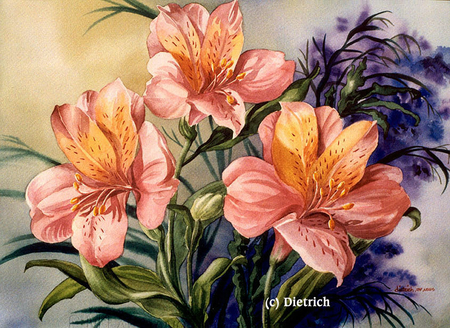 Bel Canto - alstroemeria