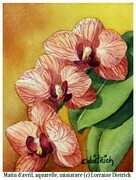 Matin d'avril - orchidée
