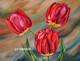 Rouge Rubis / Ruby Red - tulipe